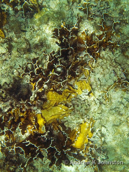 0409_G10_0656.jpg - Coral on a shipreck in Carlisle Bay