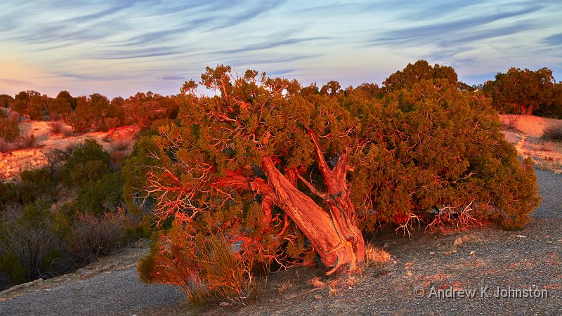 1012_7D_1677.jpg - Fire Tree - opposite Angel Peak, New Mexico
