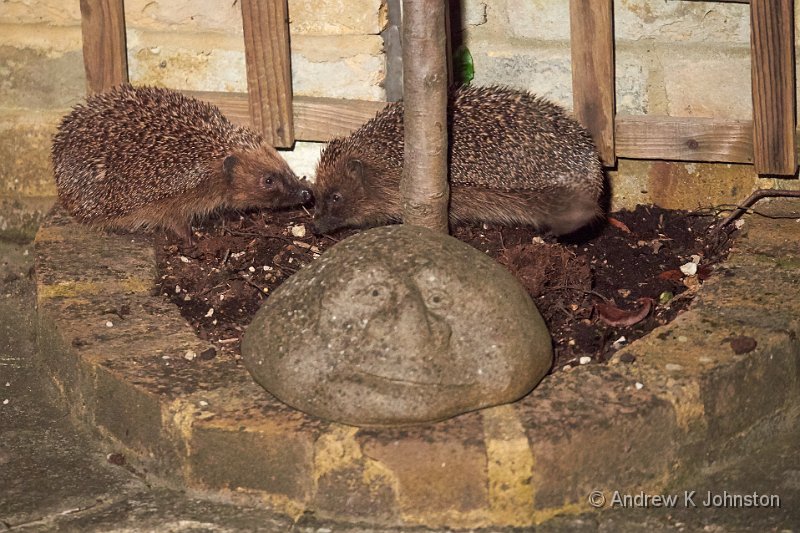0515_GH4_1040790.jpg - Hedgehogs in our courtyard