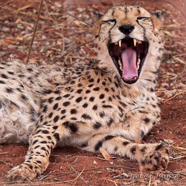 181116_G9_1002857.jpg - Sleepy Cheetah!