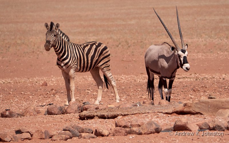 181123_G9_1004215.jpg - Oryx and zebra at the watering hole