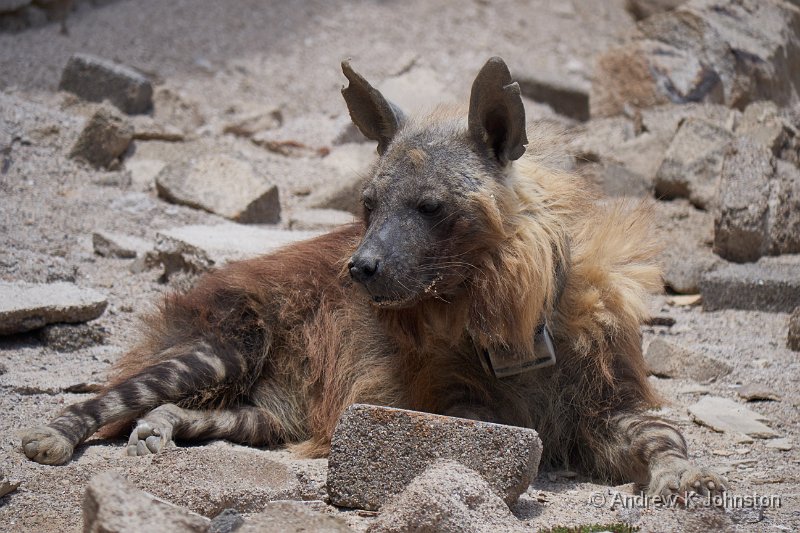 181125_G9_1004617.jpg - Obelixa the brown hyena
