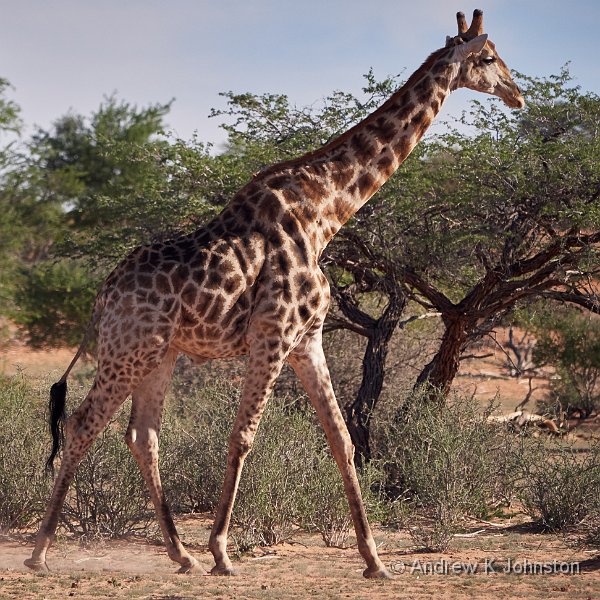 181127_G9_1005206.jpg - Giraffe at Bagatelle Game Ranch
