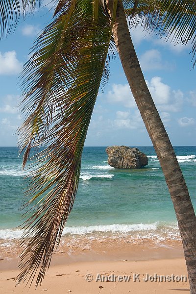 0410_40D_0541.jpg - Palm tree and coral outcrop, Bathsheba