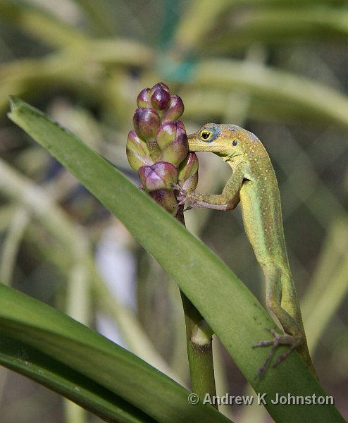 0408_40D_2470.jpg - A cute little lizard, snapped at Orchid World