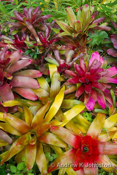 0409_40D_7363.jpg - Dramatic flowers at Hunte's Garden, Barbados