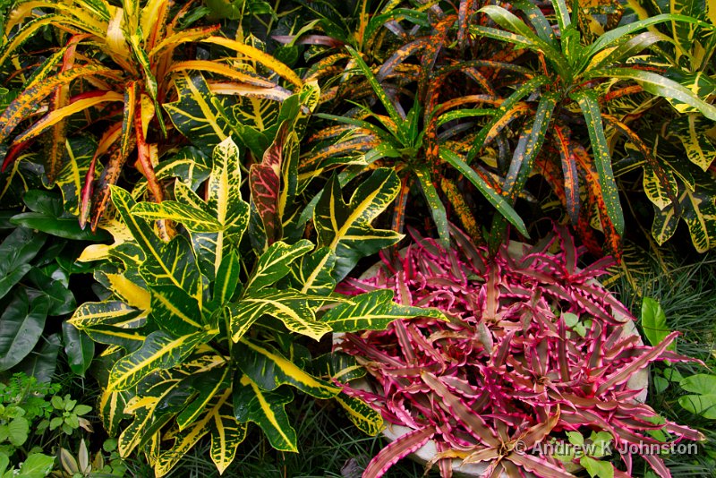 0409_40D_7379.jpg - Dramatic flowers at Hunte's Garden, Barbados