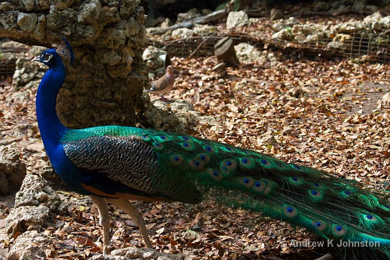 0410_40D_0263.jpg - Peacock at the Barbados Wildlife Park