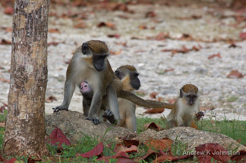 0410_40D_0268.jpg - Green Monkey Family outside the Barbados Wildlife Park