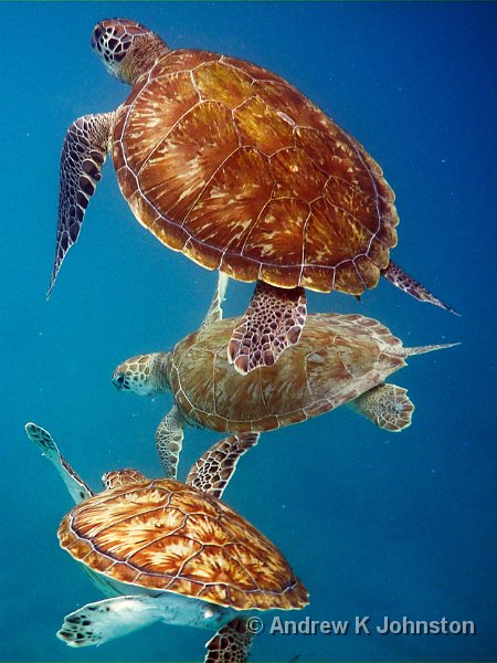 0410_G10_1068.jpg - Sea Turtles at the Folkestone Marine Park, Barbados