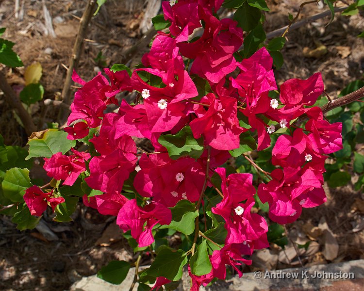 0414_GX7_1050924.jpg - Andromeda Gardens, 2014