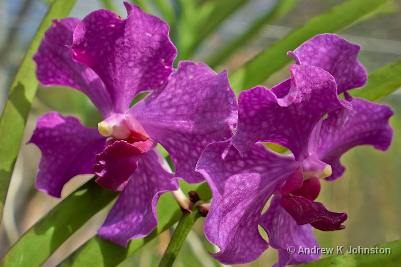 0414_GX7_1050981.jpg - Orchid World, 2014