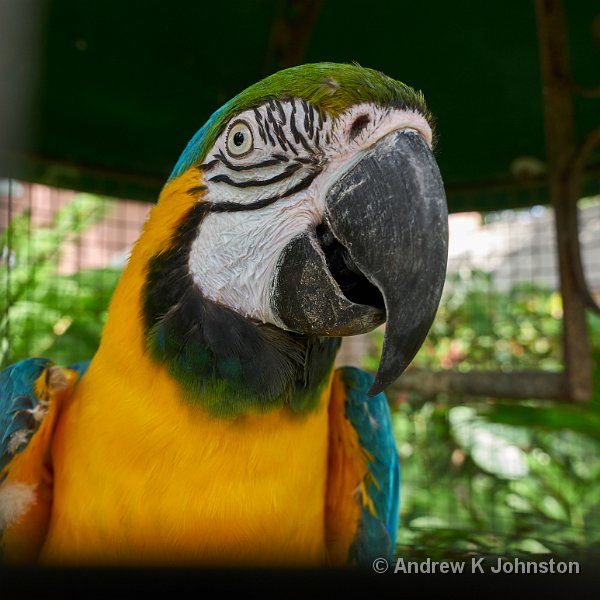 0415_GX7_1070799.jpg - Parrot at Lancaster Great House