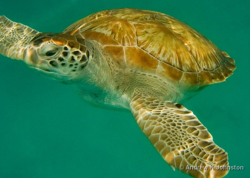 CRW_3319.jpg - This shot was taken on a Canon PowerShot S40 with the underwater housing, while snorkelling off the Cool Runnings catamaran