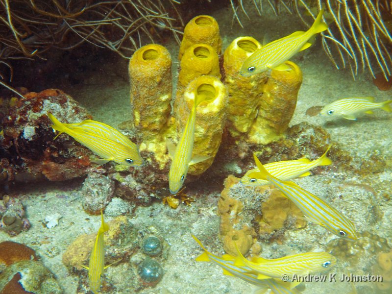 0409_G10_0710.jpg - Coral and fish on a shipreck in Carlisle Bay