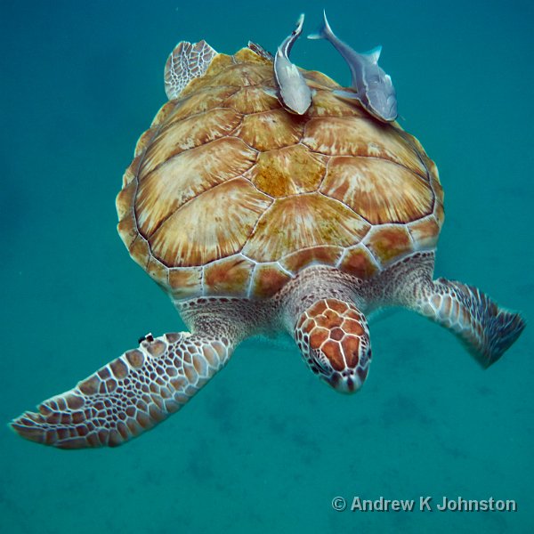 0415_GF6_1080049.jpg - Turtle and remora fish, 2015