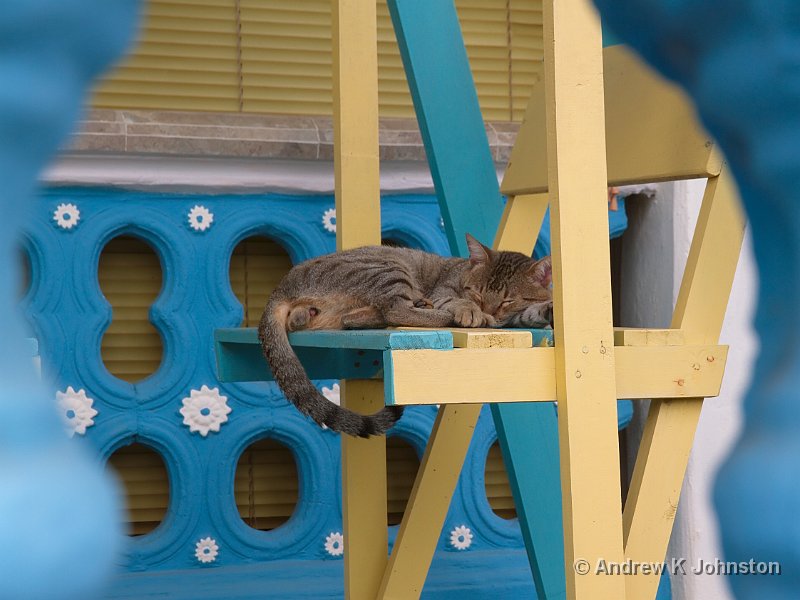 1110_7D_3174.jpg - Kitten sleeping, Vinales