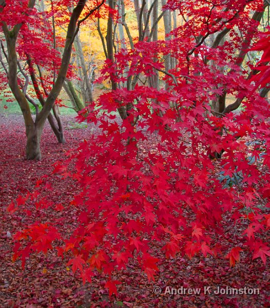 1107_350d_8775.jpg - Autumn colour at Winkworth Arboretum, Surrey 2007