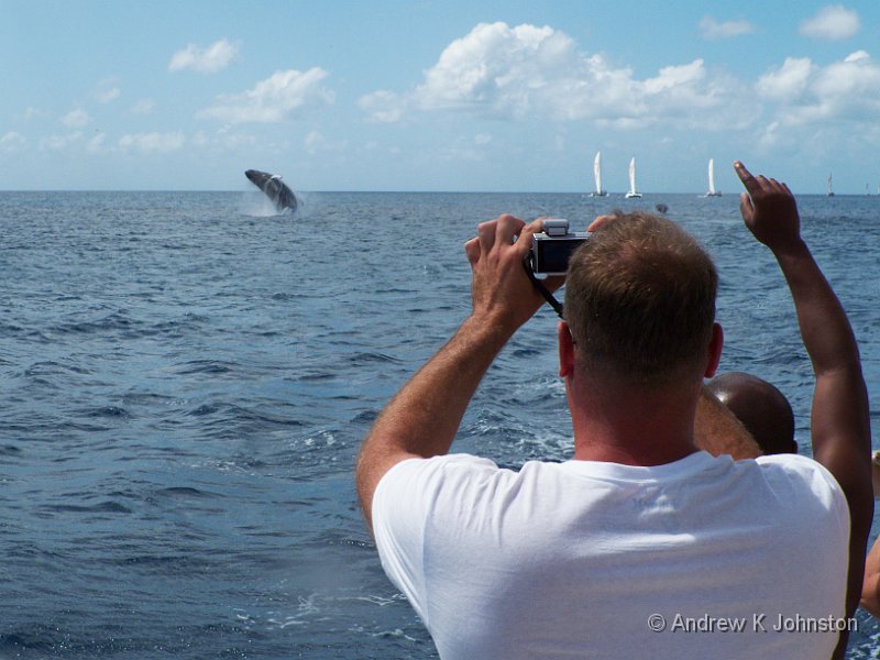 0412_G10_1368.jpg - Breaching whale off the coast of Barbados, shot from the Cool Runnings catamaran.