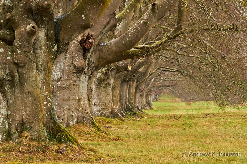 0214_7D_6362.jpg - The Beech Avenue near Kingston Lacy