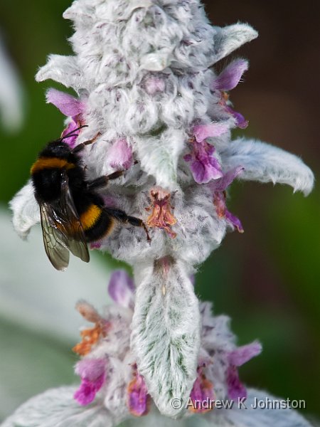0514_GX7_1060357.jpg - Busy bee in the Loseley Park gardens
