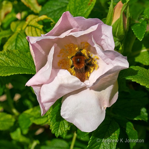 0514_GX7_1060397.jpg - Busy bee in the Loseley Park gardens