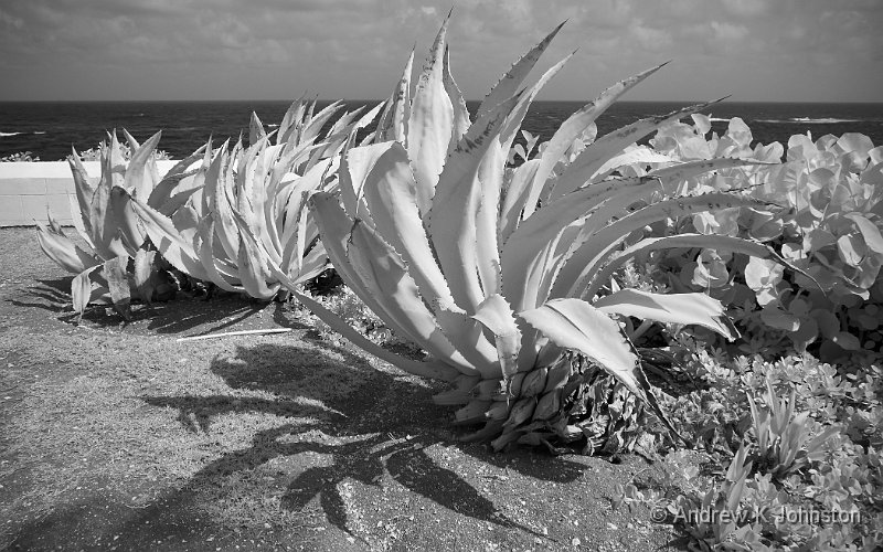 0415_GF3_1030725.jpg - From The Crane, Barbados. Taken with the infrared-converted Panasonic GX3