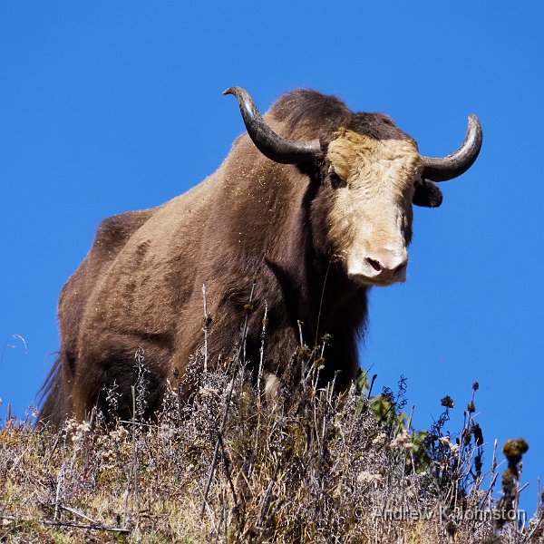 151120_GX8_1040009.jpg - Yak at the top of the Pelela Pass