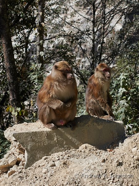 151122_RX100M4_00249.jpg - Macaques at the roadside, Bhutan
