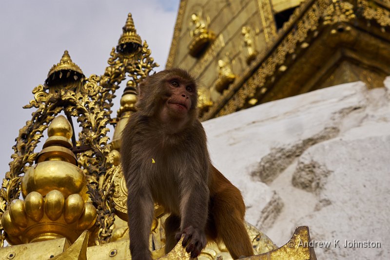 151125_GX8_1040830.jpg - Monkey on the Golden Shrine, Kathmandu