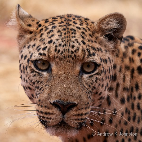 181116_G9_1002918.JPG - "Beautiful", the leopard