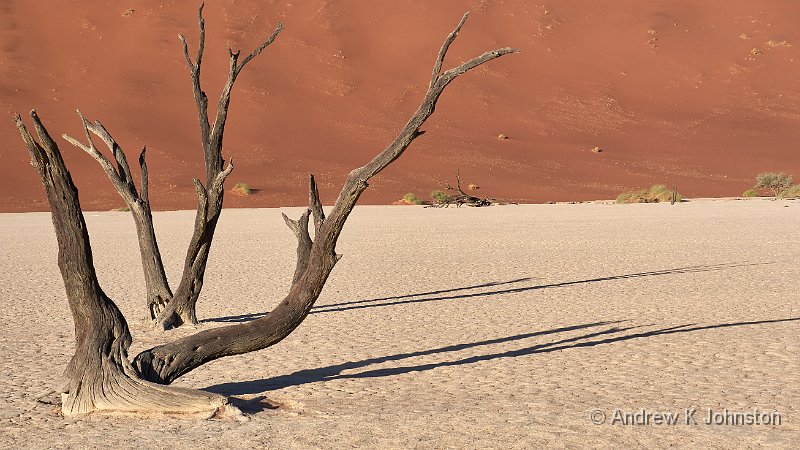 181121_G9_1003740.jpg - Tree at Deadvlei