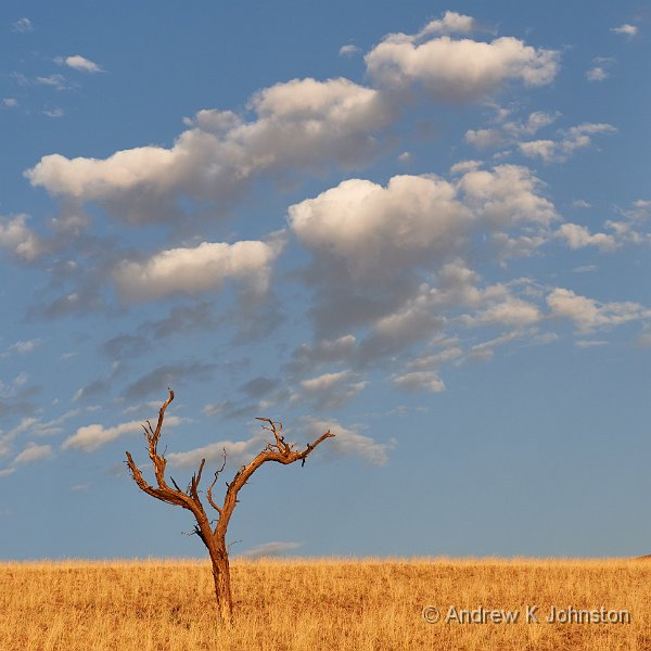 181122_G9_1004052.jpg - Dead tree at Wolwedans, Namib-Rand Game Reserve