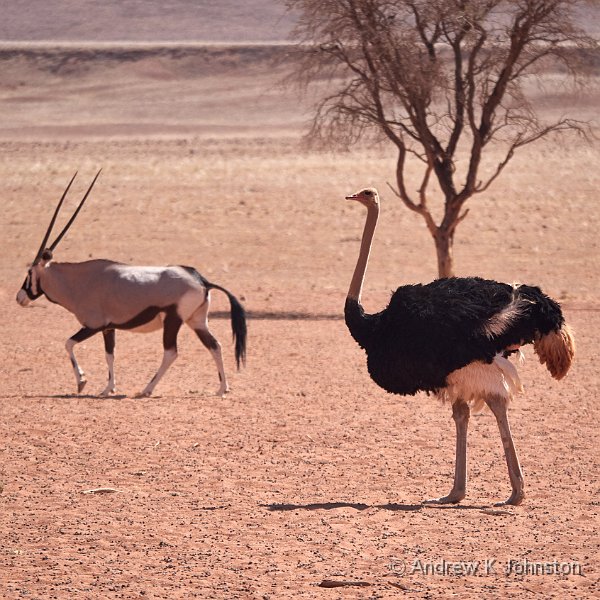 181124_G9_1004385.jpg - Ostrich and oryx at Wolwedans