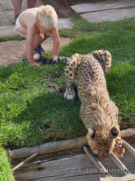 181126_G9_1004969.jpg - Tame cheetah. Go on, pull the tail!