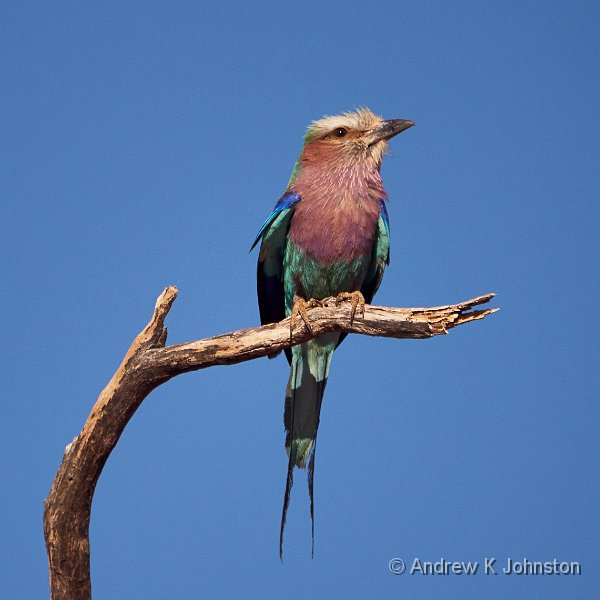 181127_G9_1005236.jpg - Lilac breasted roller