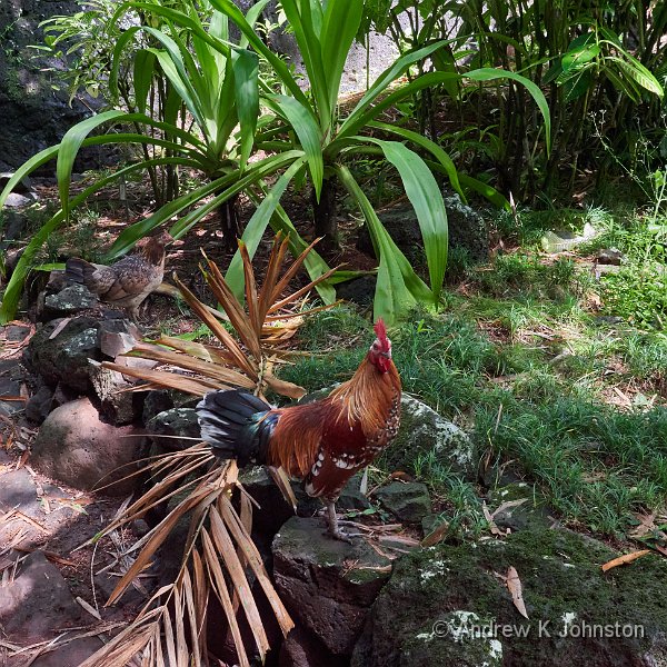 191004_G9_1008696.jpg - One of many feral chickens in Hawaii, here at Allerton Gardens