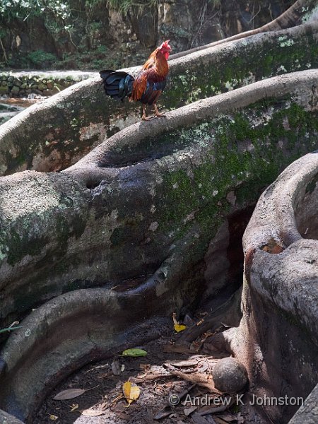 191004_G9_1008732.jpg - The "Jurassic Park" trees, and a feral chicken, in Allerton Gardens