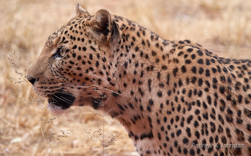 181116_G9_1002922.jpg - Leopard on the prowl!