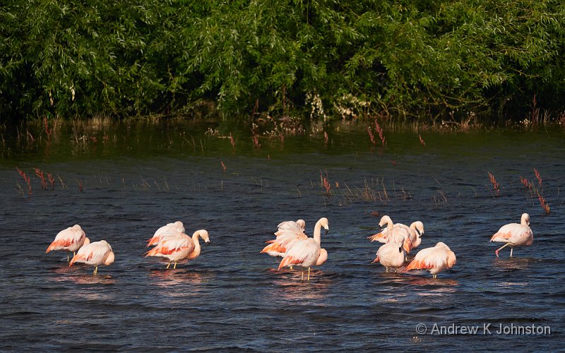 230212_G9_1046822.jpg - Flamingos at the Reserva La Nimez
