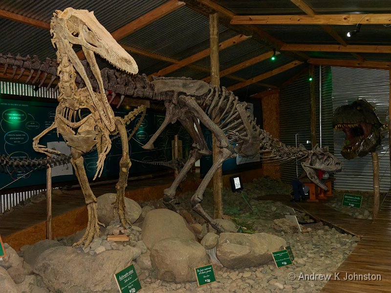 230212_RX100m7_02017-topaz-denoise-sharpen.jpg - Austroraptor (front) and Carnotaurus