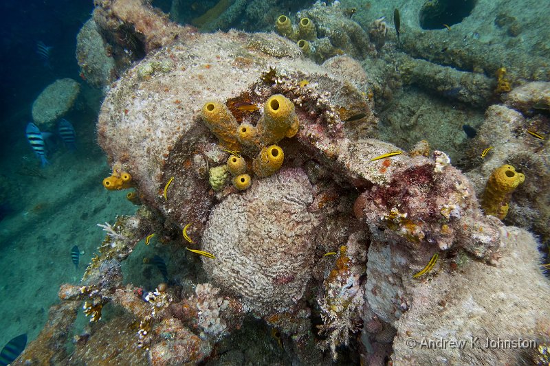 230425_TG6_4250085.jpg - Snorkelling on the wreck of the Bajan Queen