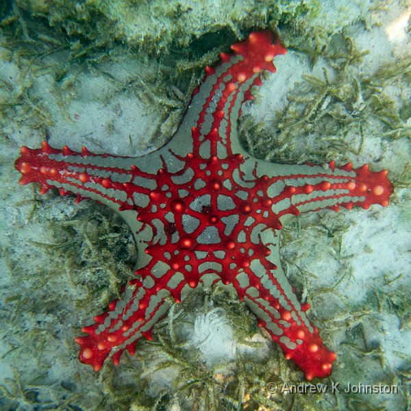 231215_TG6_150081.JPG - Sea star off Nungwi Beach