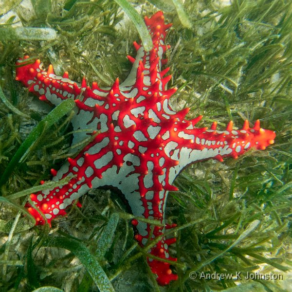 231215_TG6_150086.JPG - Sea star on Nungwi beach