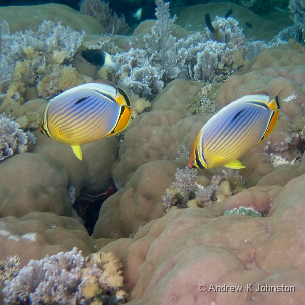 231217_TG6_170228.JPG - Snorkelling near Kwale Island