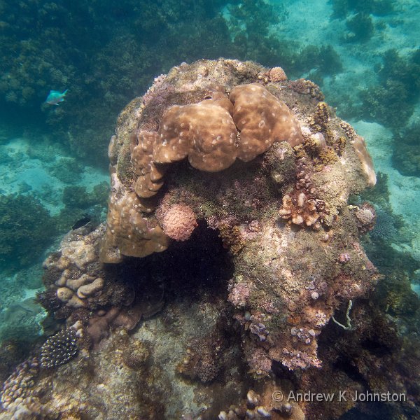 231217_TG6_170256.JPG - Snorkelling near Kwale Island