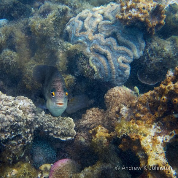 231217_TG6_170311.JPG - Snorkelling near Kwale Island