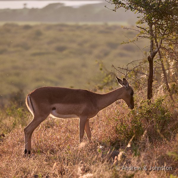 250616_G9ii_1042139.jpg - Zaminga