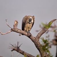 250613_G9ii_1030807