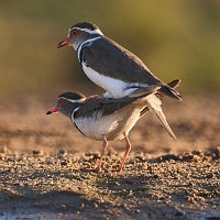 250613_G9ii_1030954